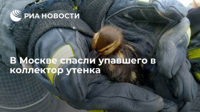 В Москве спасли упавшего в коллектор утенка