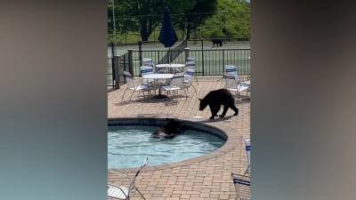 Семья медведей сорвала вечеринку выпускников у бассейна