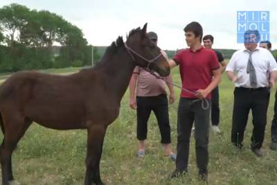 Школьник из села Дюзляр получил в подарок коня от руководства республики