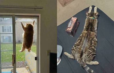«У вас кот сломался»: фотографии пушистых питомцев, которые рассмешили Сеть до слез
