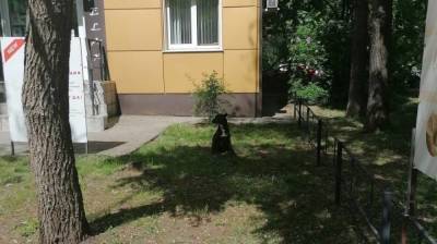 В Воронеже чипированная собака бросилась на ребёнка