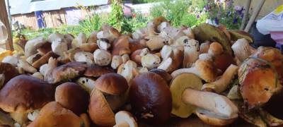 Карелия занимает первое место в десятке самых грибных регионов России