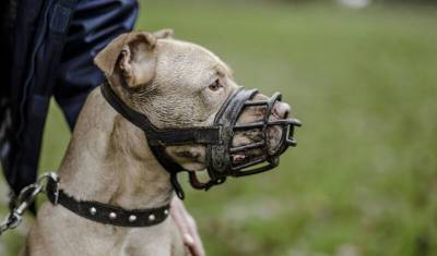Жителей Подмосковья оштрафуют за выгул собак без намордника и поводка