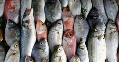 Вылов рыбы в Черном море за год подскочил на 41% — Госрыбагентство