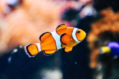 Утверждены Ветеринарные правила содержания рыб и иных водных животных в искусственно созданной среде обитания