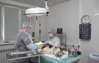 Бесплатная стерилизация животных стартует в Нижнем Новгороде