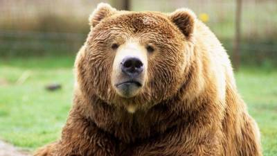 Видео: медведи устроили погром на заправке и «спа-вечеринку» в коттедже