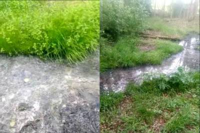 Житель поселка в Карелии пожаловался на зловонный ручей в лесу