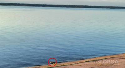 В Чебоксарах недалеко от пляжа плавает мертвый кабан