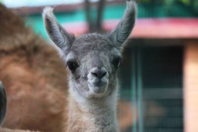Малыш гуанако родился в зоопарке Лимпопо