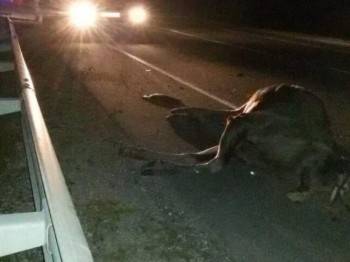 Два безобидных лося погибли на трассе «Вологда-Новая Ладога» за сутки