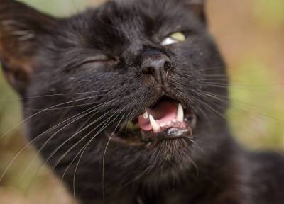 Чихание и насморк у кошки: нужно ли это лечить и чем очистить ей носик