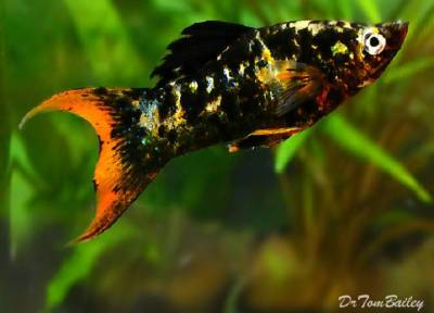 Выбираем жильцов в аквариум: золотая рыбка любит мутить воду, а барбусы обижают соседей