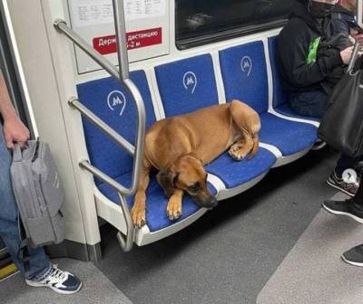 Дептранс попросил москвичей найти владельца собаки, потерявшейся в метро