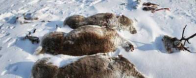 В Россельхознадзоре объяснили причину массовой гибели оленей на Камчатке