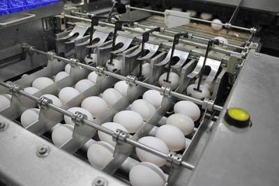 СМИ: производители сообщили о риске дефицита яиц