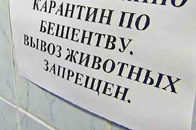 В одном из районов Ивановской области введен карантин по бешенству