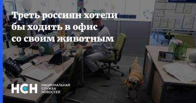 Треть россиян хотели бы ходить в офис со своим животным - nsn.fm