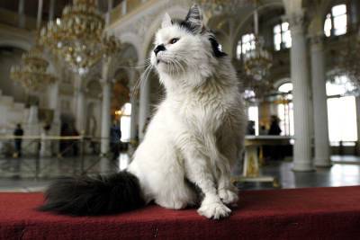 Перепись котов стартовала в Санкт-Петербурге