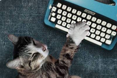 Знаменитый кот Невинномысска ищет главного редактора для газеты