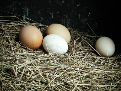 «Ведомости»: С полок в магазинах могут пропасть куриные яйца