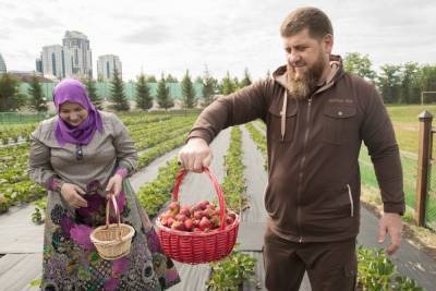 Рамзан Кадыров рассказал о первом урожае клубники со своего огорода