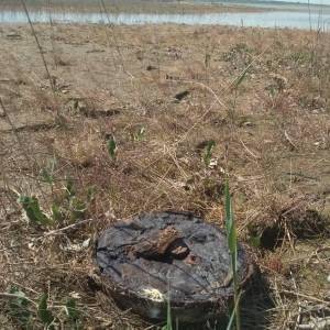 На берегу моря в Кирилловке нашли две противотанковые мины. Фотофакт