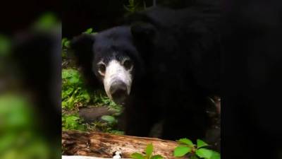 Видео из Сети. Медведь-губач Пельмень отправился на поиск пищи