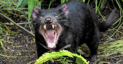 Впервые за 3000 лет в дикой природе Австралии родились тасманские дьяволы