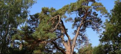 Растущая в Карелии 360-летняя сосна может стать российским деревом года