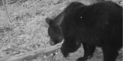 В Прикарпатье голодные медведи убивают домашний скот, ломают улья и могут встретиться с туристами - ТЕЛЕГРАФ