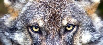 Уникальные факты про волка которые вы могли не знать » Тут гонева НЕТ!