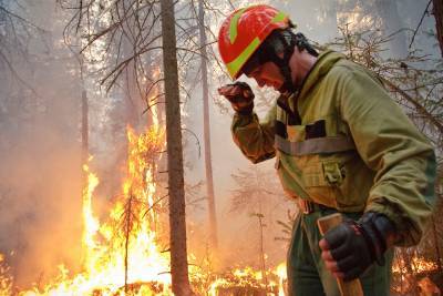 Площадь природных пожаров в России выросла в полтора раза