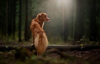 Стало известно, какие опасности поджидают домашнюю собаку на прогулке в лесу