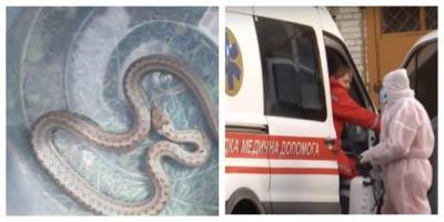 Змея укусила 4-летнюю девочку: за ребенка борются врачи
