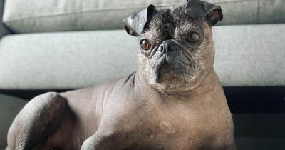 "Чистый ужас!": собака непонятной породы озадачила пользователей Сети (фото, видео)