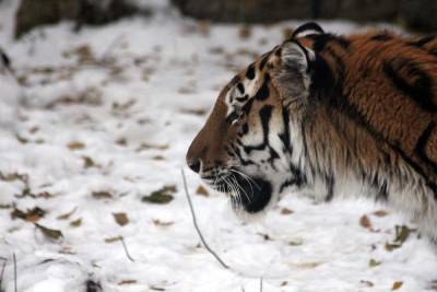 Минприроды: в России на грани исчезновения находятся 13 видов животных