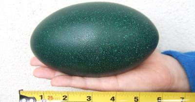 Целое и невредимое. Ученые обнаружили яйцо давно вымершего карликового эму - focus.ua - Австралия