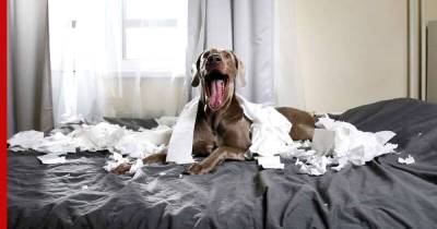 Собака не виновата: топ-5 худших пород для начинающих владельцев