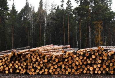 Предложения о создании госкомпании по экспорту леса направят президенту через 2-3 недели
