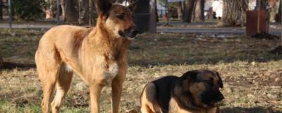 В Астраханской области будут судить чиновника за махинации с отловом собак