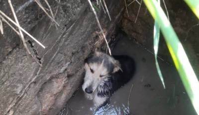 Спасатели достали собаку из каменной ловушки