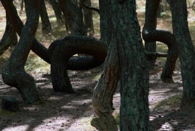"Танцующий лес" на Куршской косе может погибнуть от "неуемной любви" посетителей