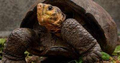 Вымерли, но не совсем. Один из видов галапагосских черепах появился через 115 лет после “исчезновения”