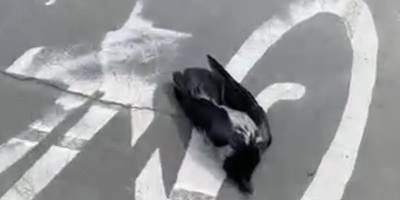 В Деснянском районе Киева, в парке Муромец, нашли тела сорок и ворон, видео - ТЕЛЕГРАФ