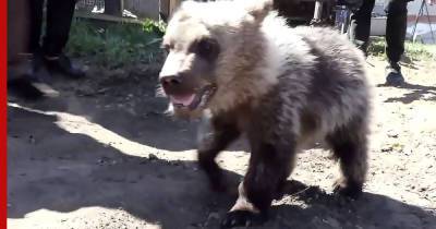 У жителя Чебаркуля забрали медвежонка после прогулки по пляжу: видео