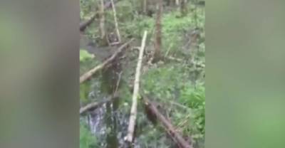 Тело пропавшего егеря нашли в лесу, и страшное видео с телефона раскрыло, какой смертью он погиб