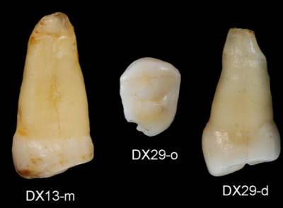 Китайские антропологи выдали зуб оленя за человеческие останки