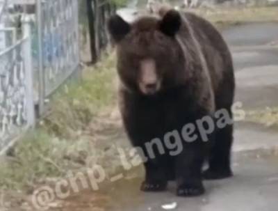 В ХМАО медведи повадились ходить на местное кладбище