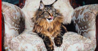 10 самых крупных пород кошек, которые хорошо подходят для жизни в квартире